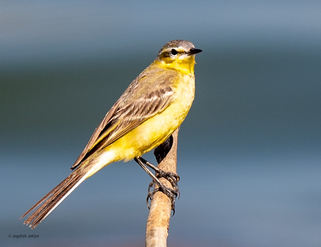Western Yellow Wagtail - ML647407741