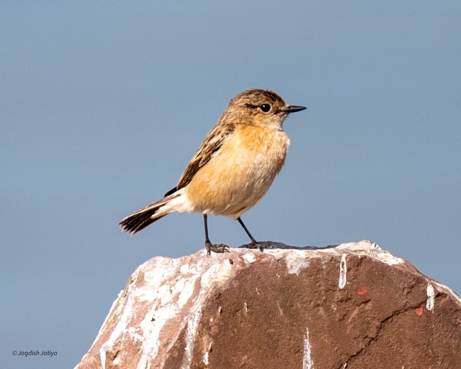 bramborníček sibiřský - ML647407748