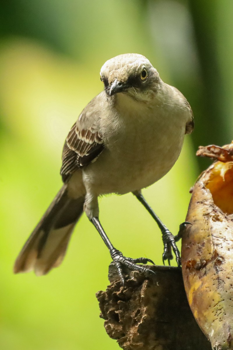 Tropikal Taklitçi - ML647407750