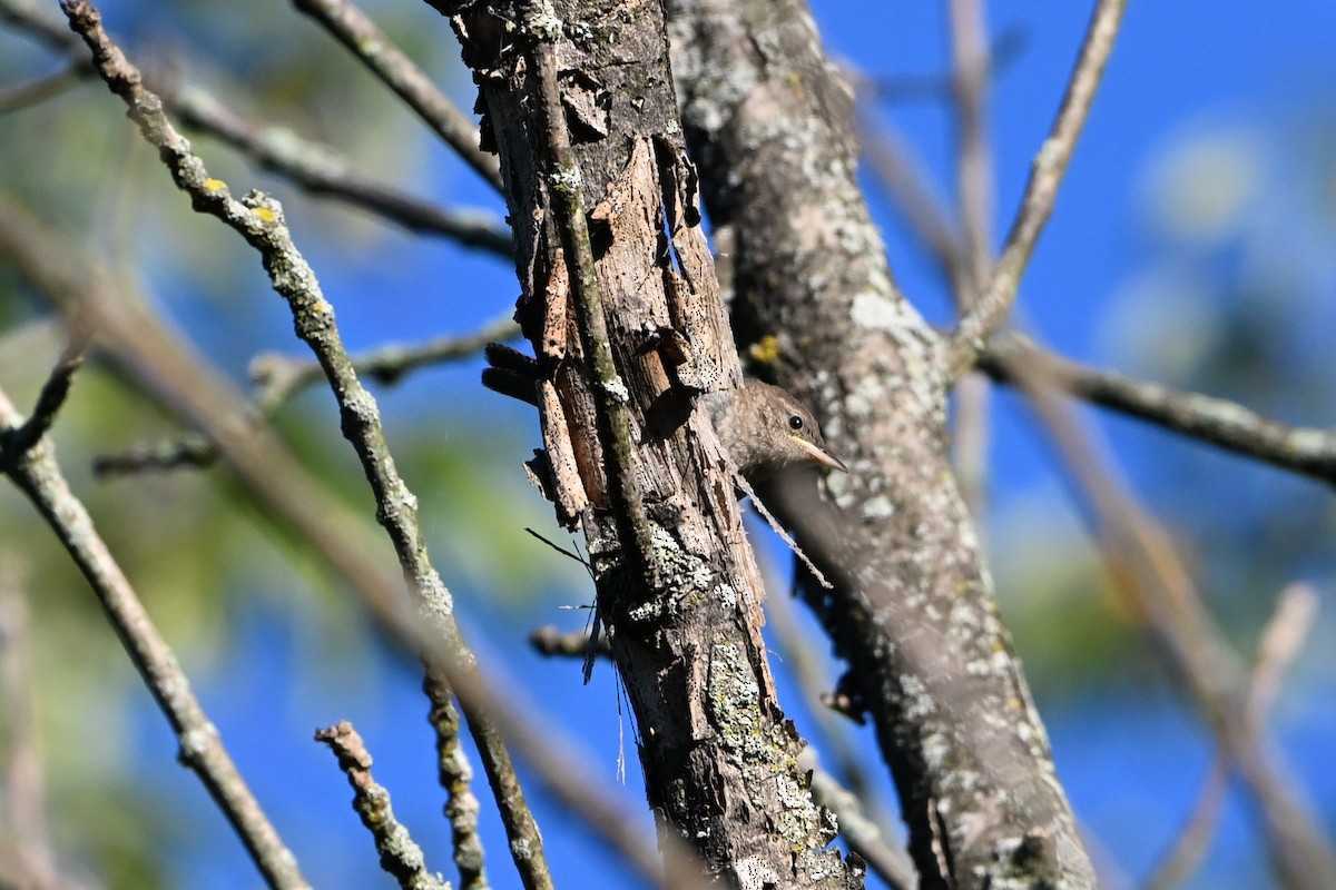 Northern House Wren - ML647407755
