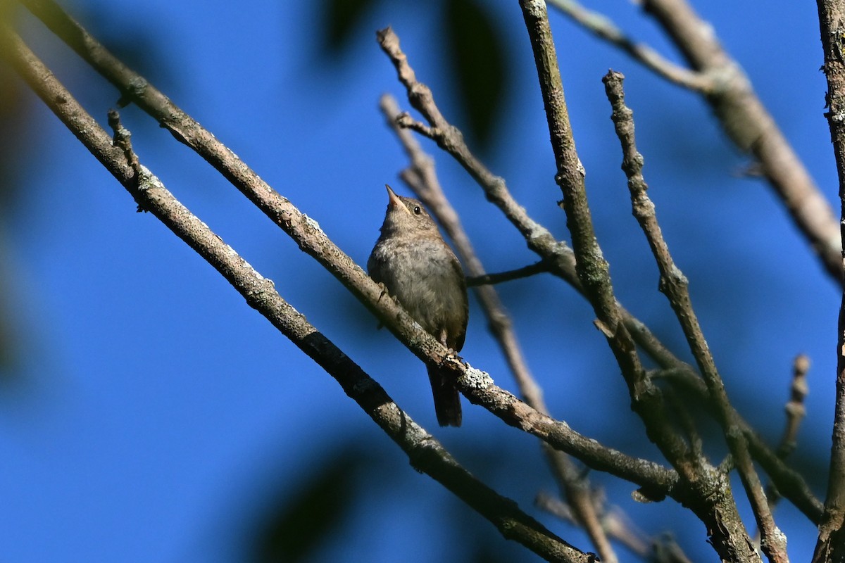 Northern House Wren - ML647407757