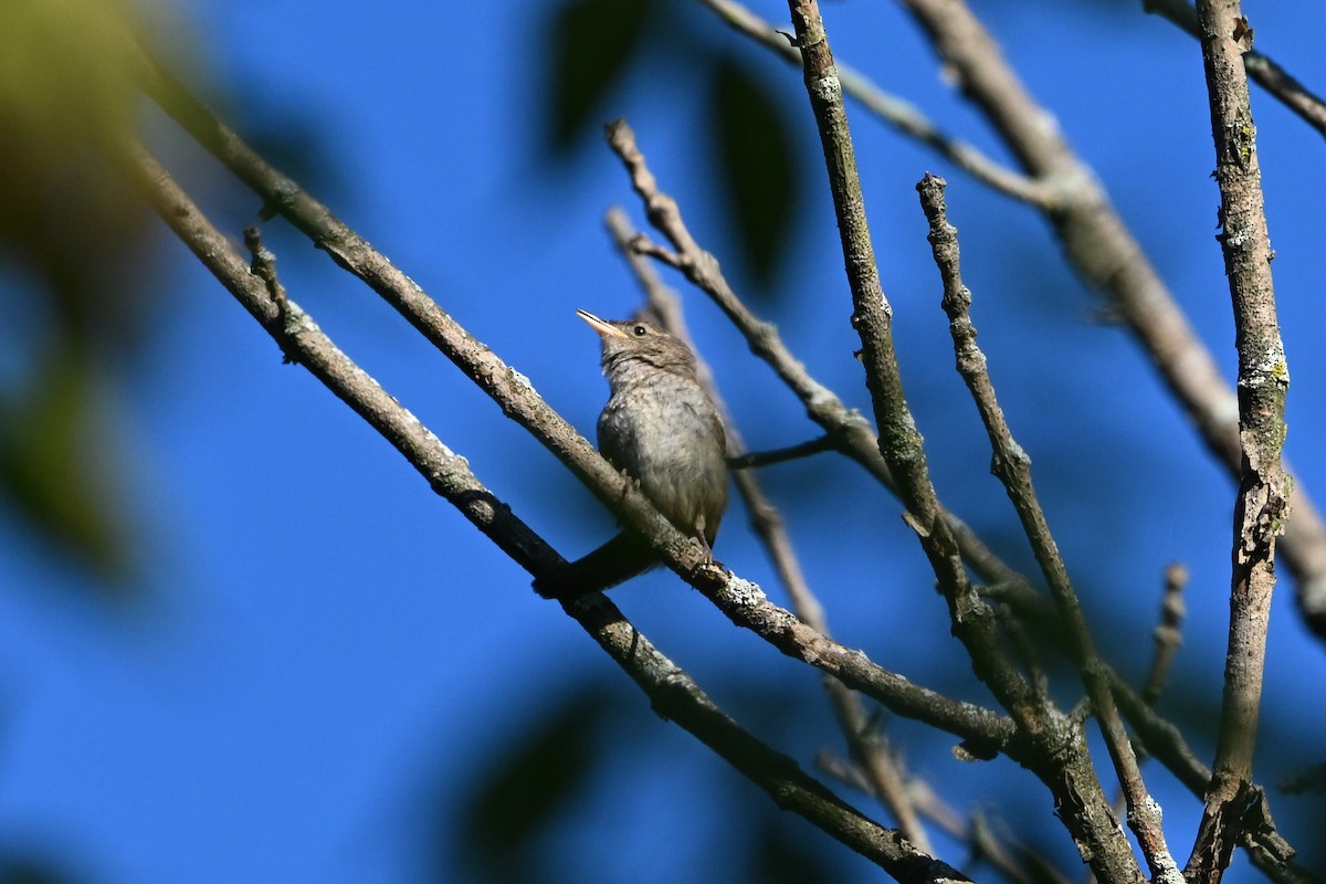 Northern House Wren - ML647407758