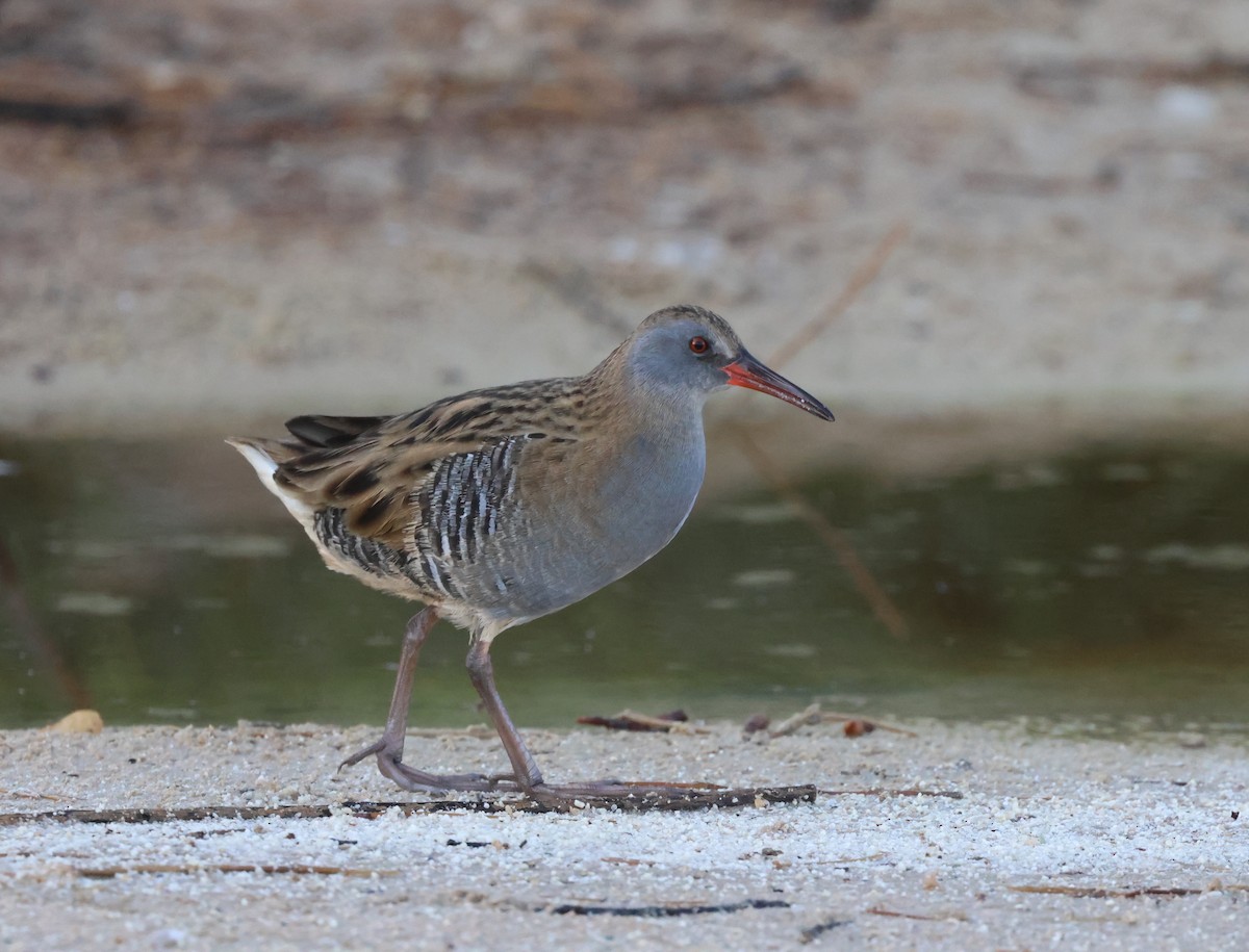 Water Rail - ML647407761