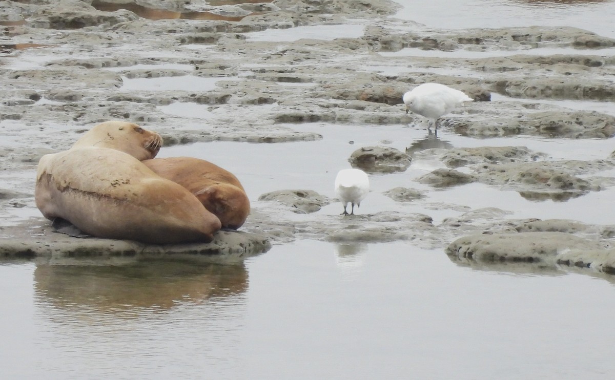 Snowy Sheathbill - ML647407763