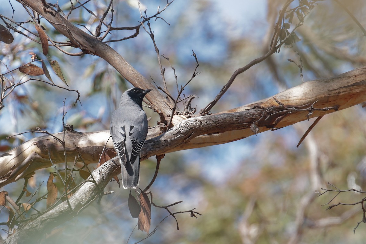 Black-faced Cuckooshrike - ML647407764