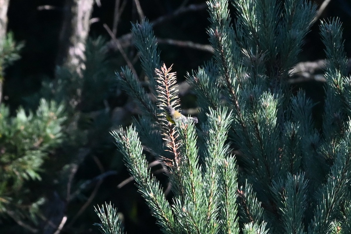 Northern Parula - ML647407765