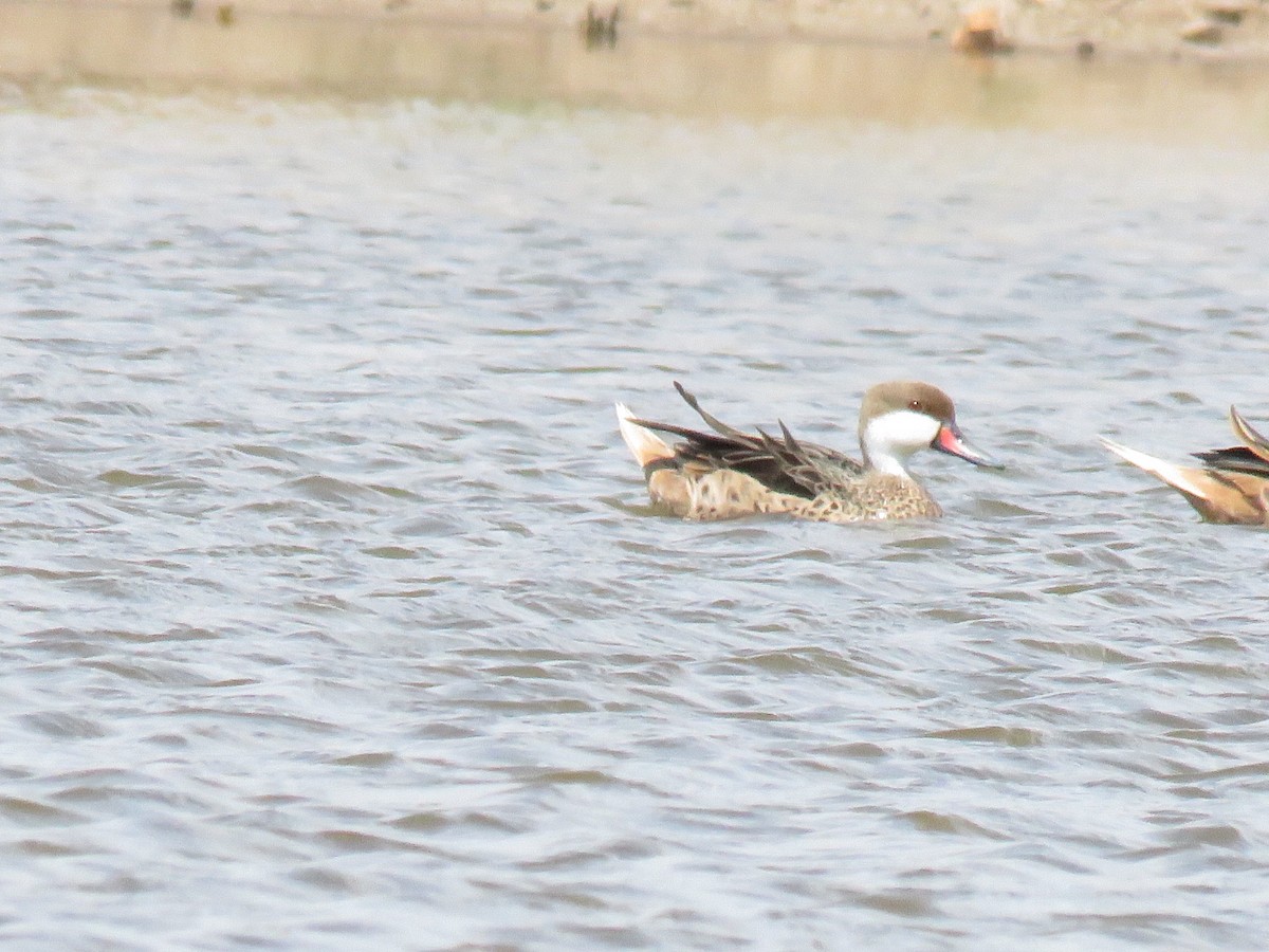 White-cheeked Pintail - ML647407767