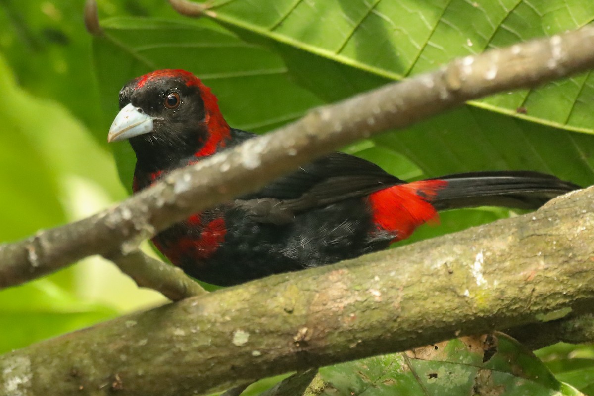 Crimson-collared Tanager - ML647407781