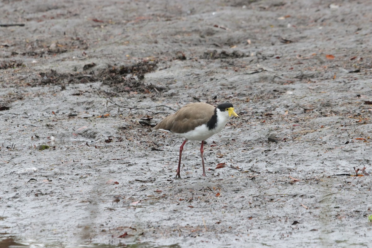 Masked Lapwing - ML647407784