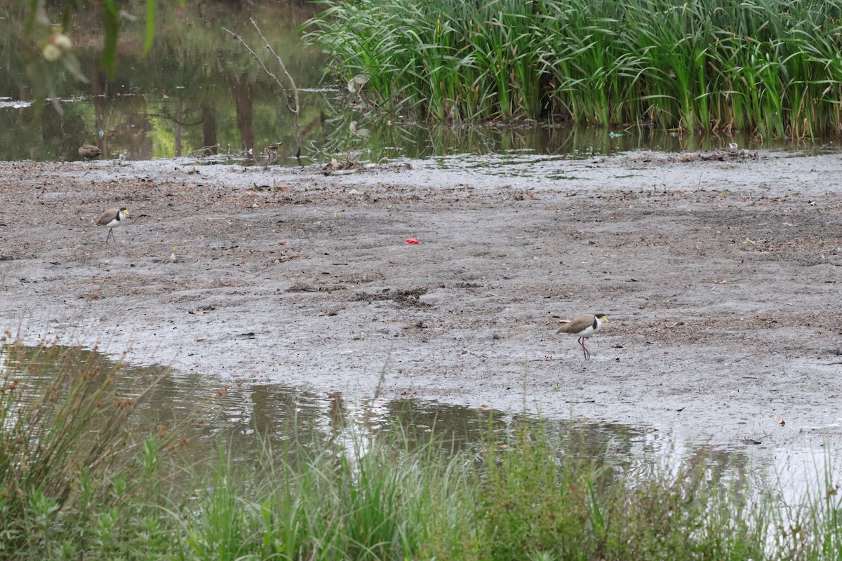 Masked Lapwing - ML647407785