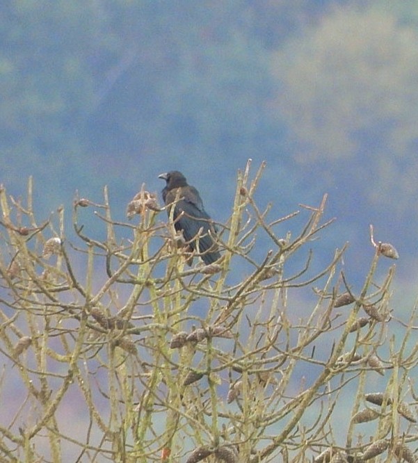 Common Raven - ML647407787