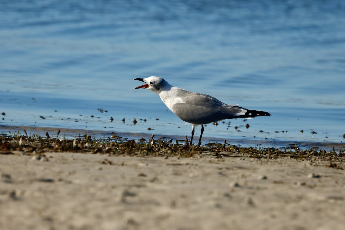 Laughing Gull - ML647407791