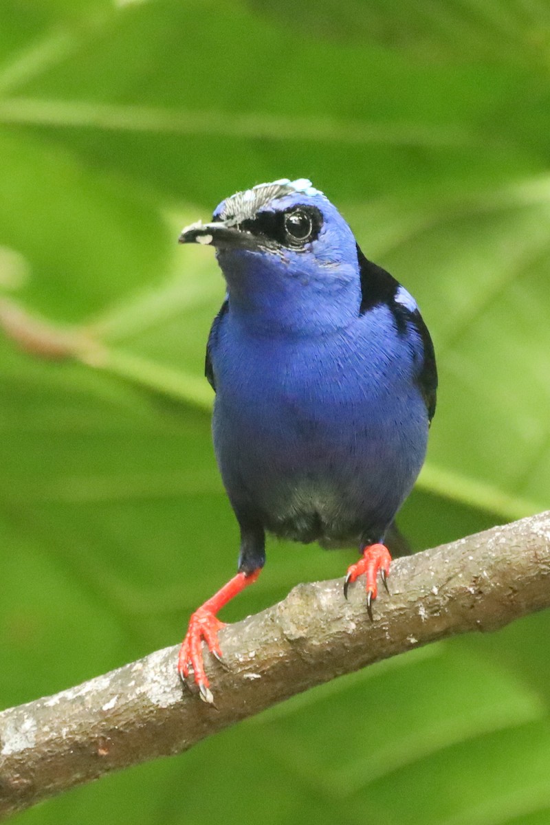 Red-legged Honeycreeper - ML647407792