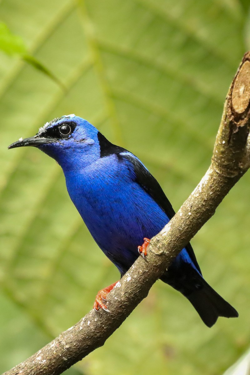 Red-legged Honeycreeper - ML647407794