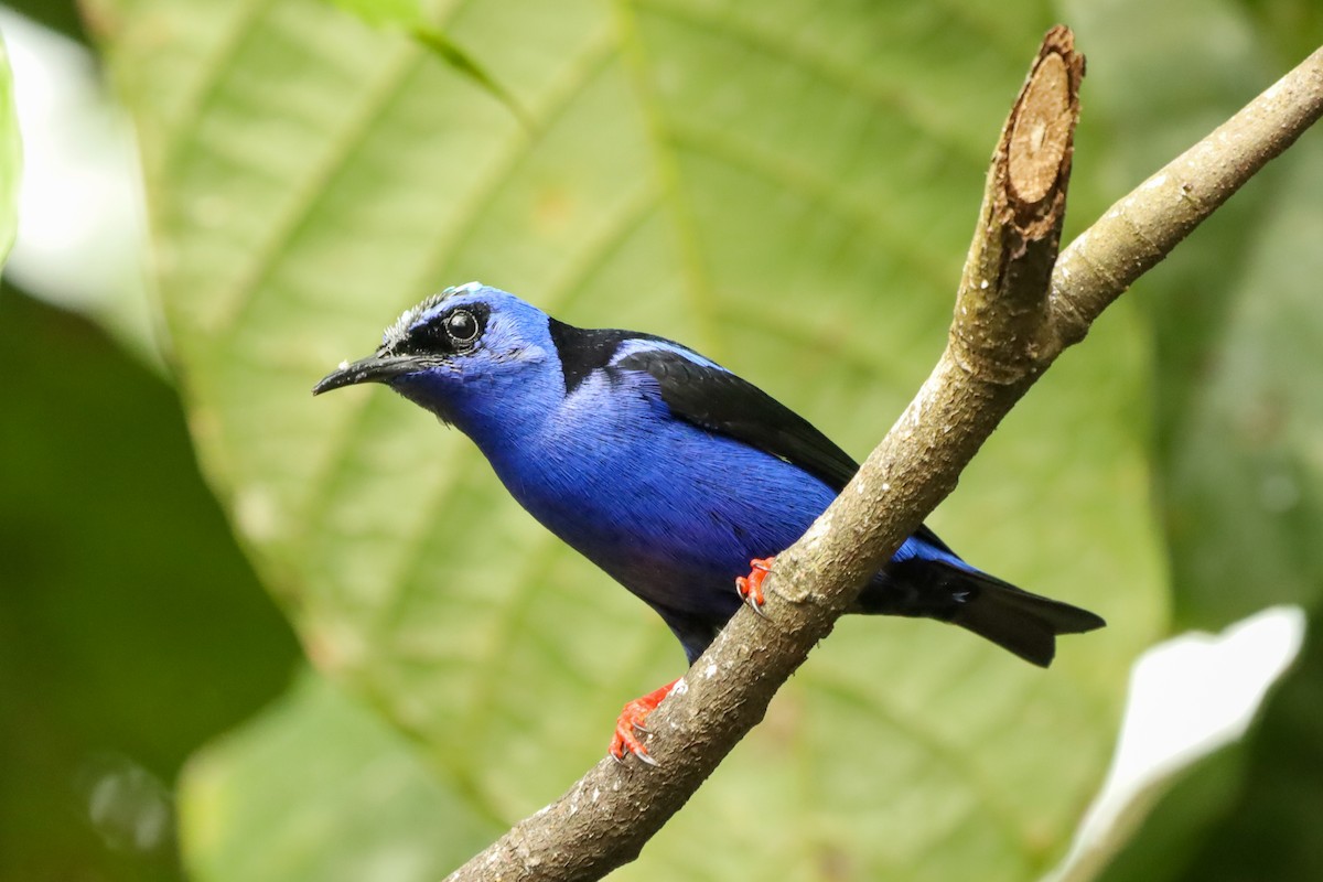 Red-legged Honeycreeper - ML647407795