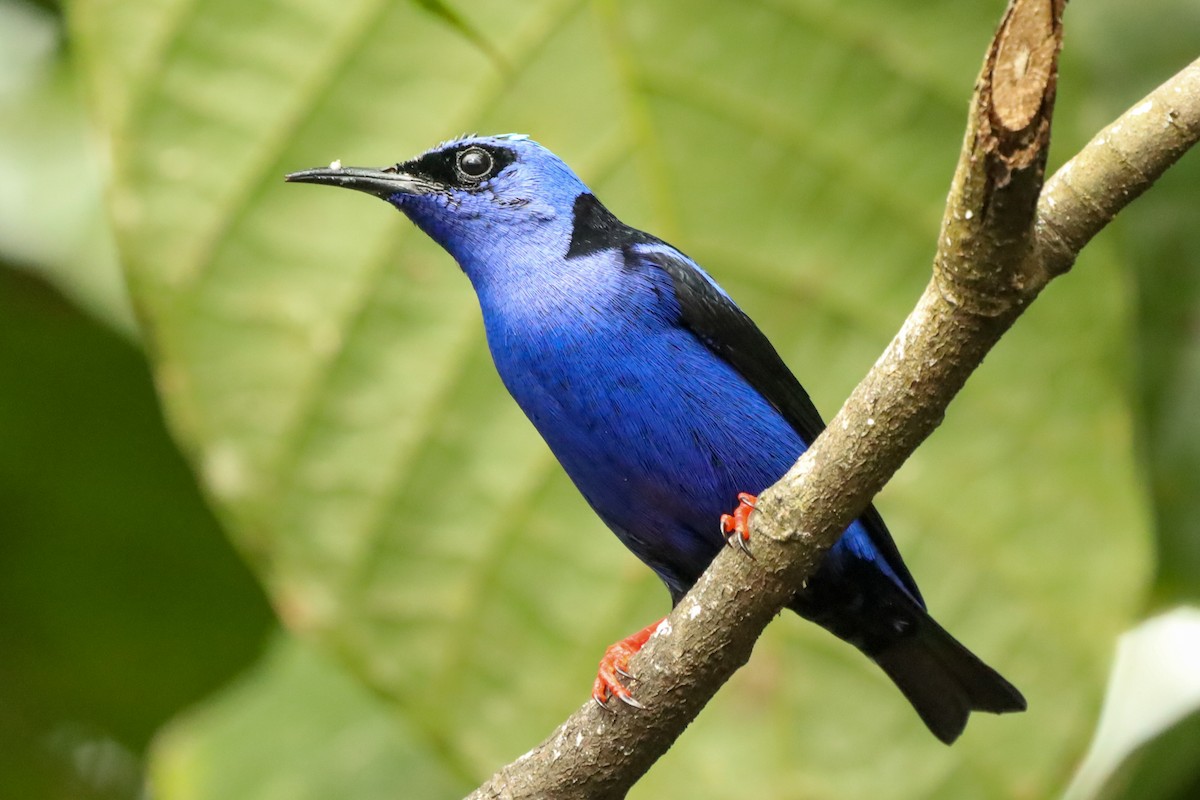 Red-legged Honeycreeper - ML647407796
