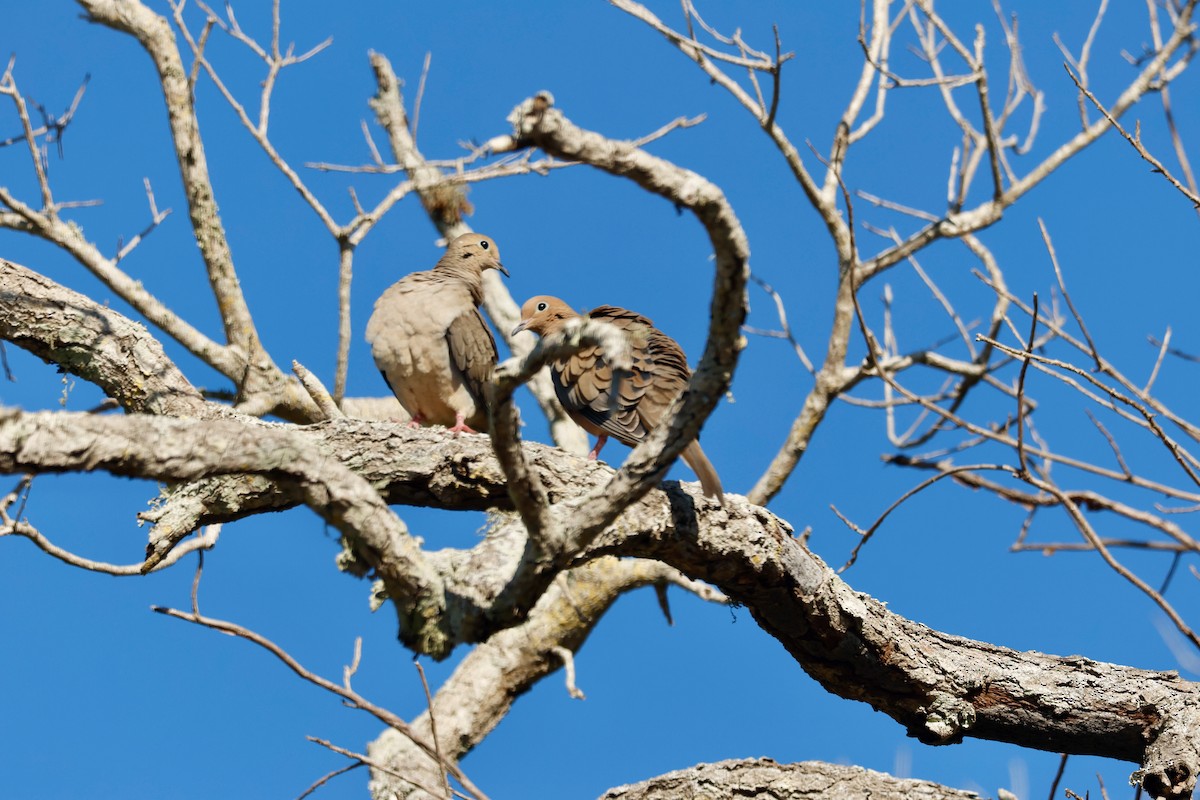 Mourning Dove - ML647407797