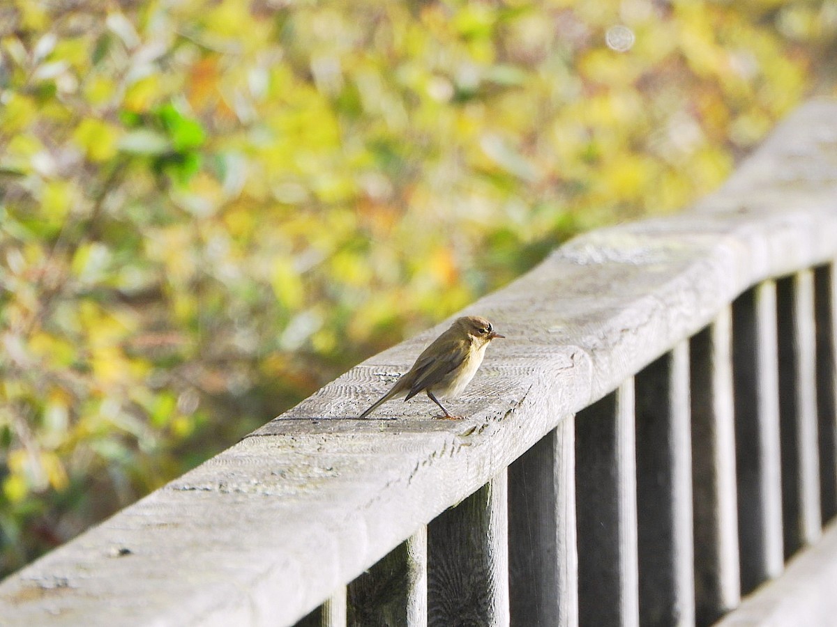 Common Chiffchaff - ML647407798