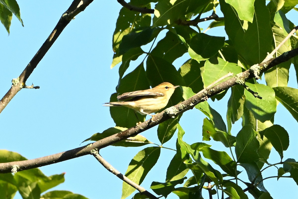 Bay-breasted Warbler - ML647407799