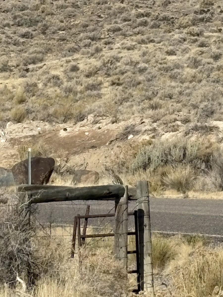 storløpegjøk - ML647407800