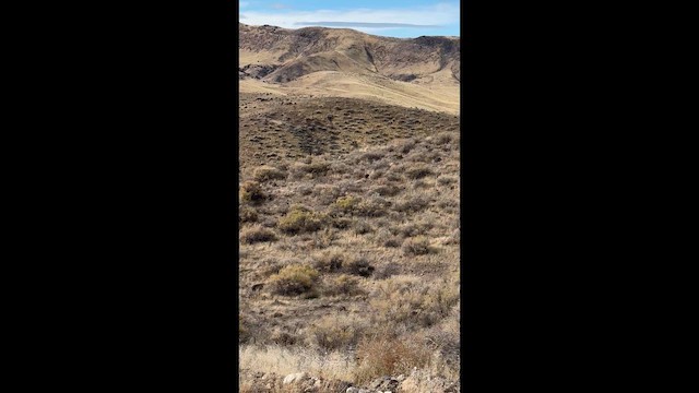 storløpegjøk - ML647407801