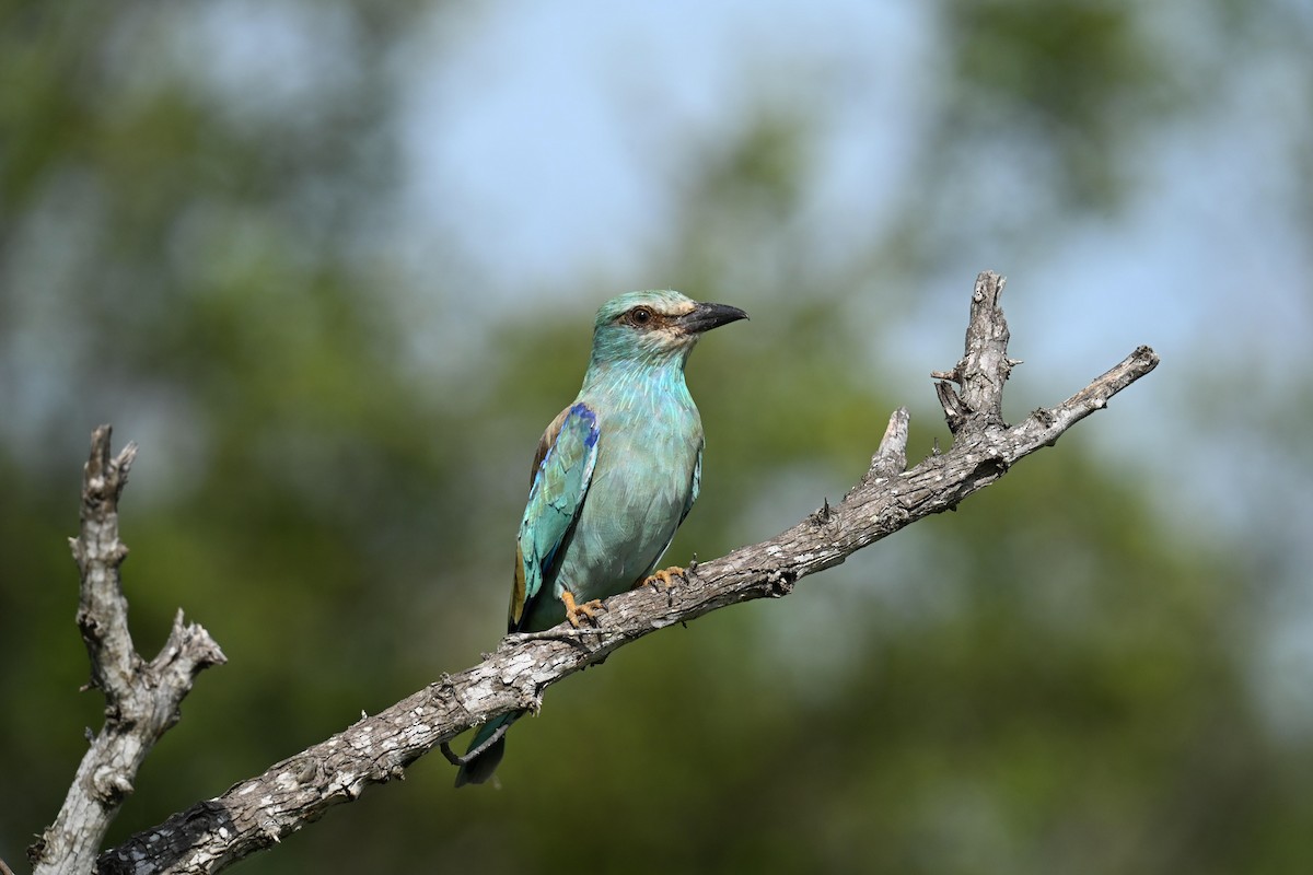 European Roller - ML647407802