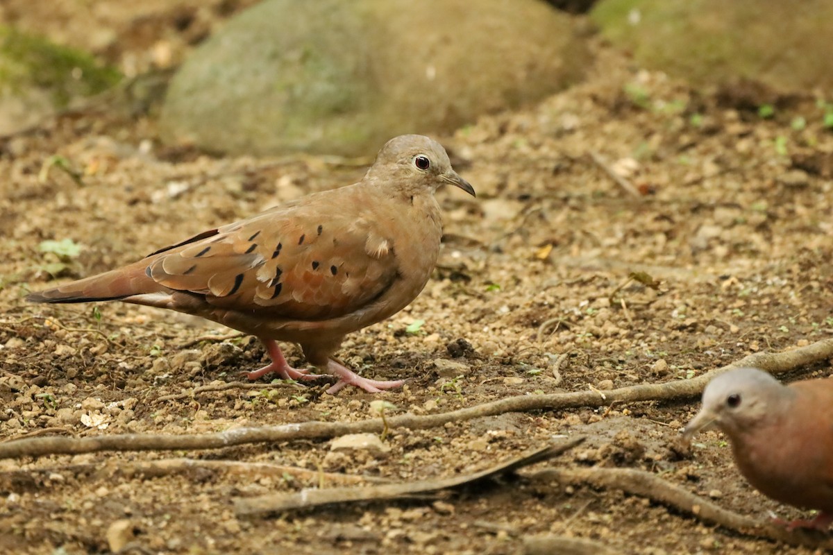 Ruddy Ground Dove - ML647407804