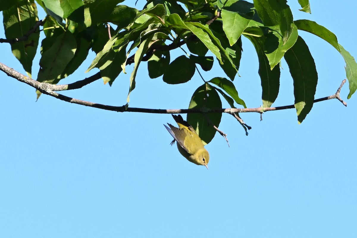 Tennessee Warbler - ML647407805