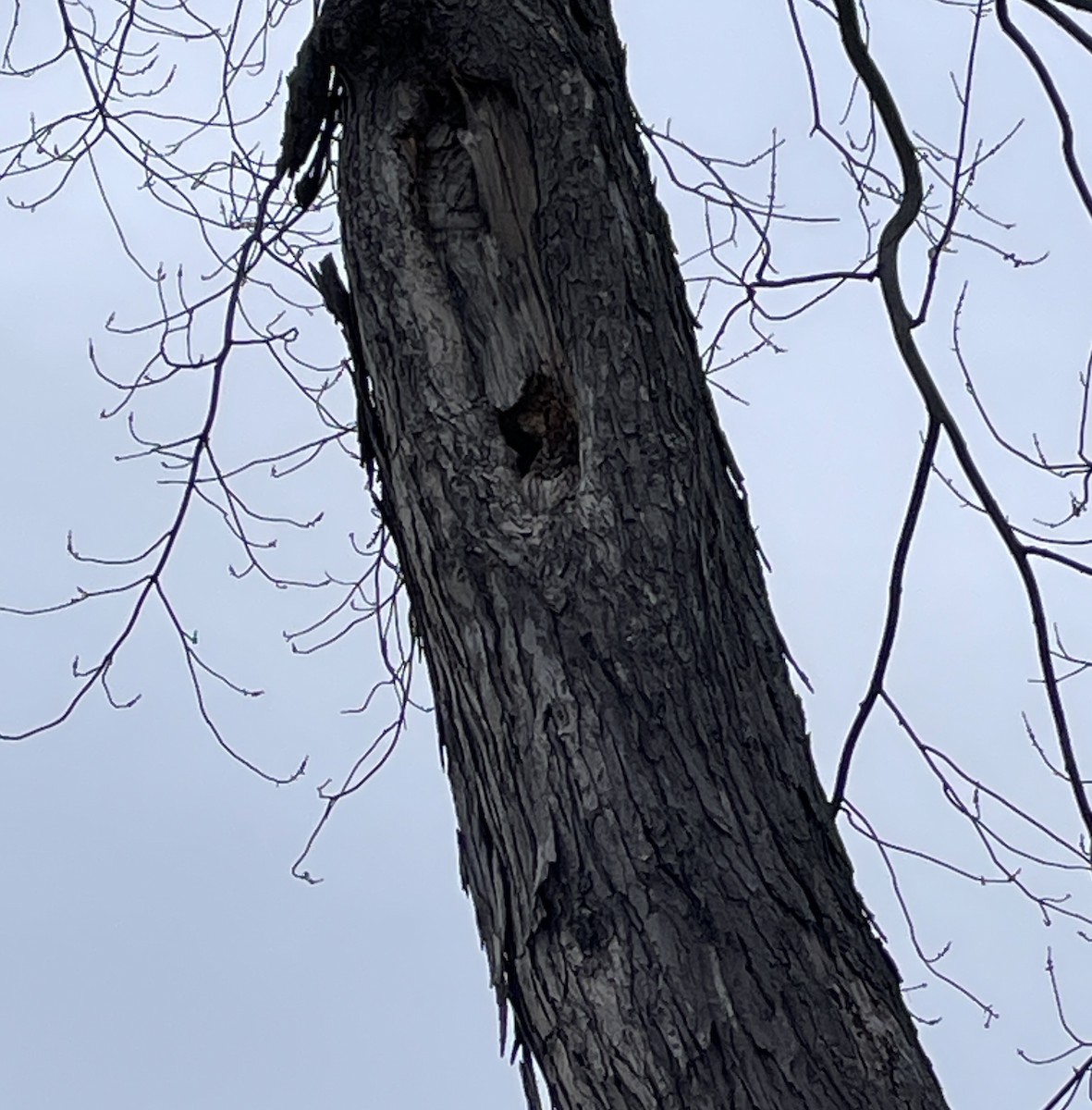 Eastern Screech-Owl - ML647407806