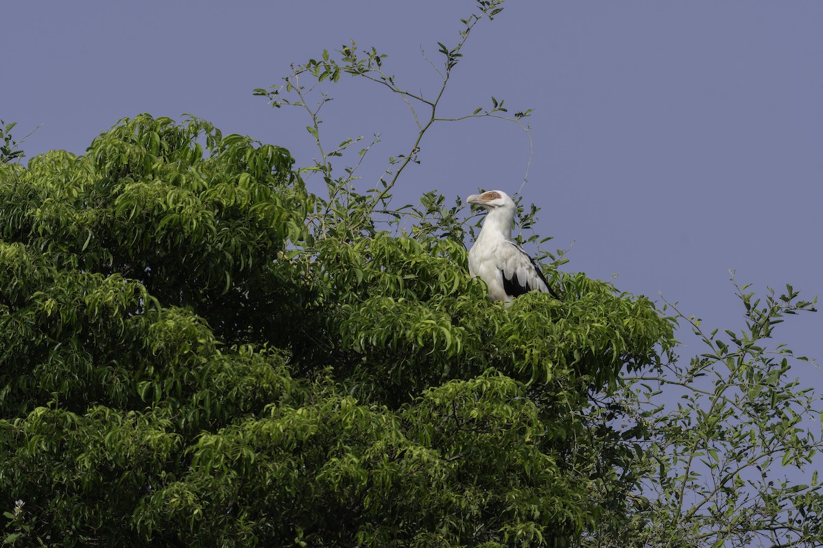 Palm-nut Vulture - ML647407807