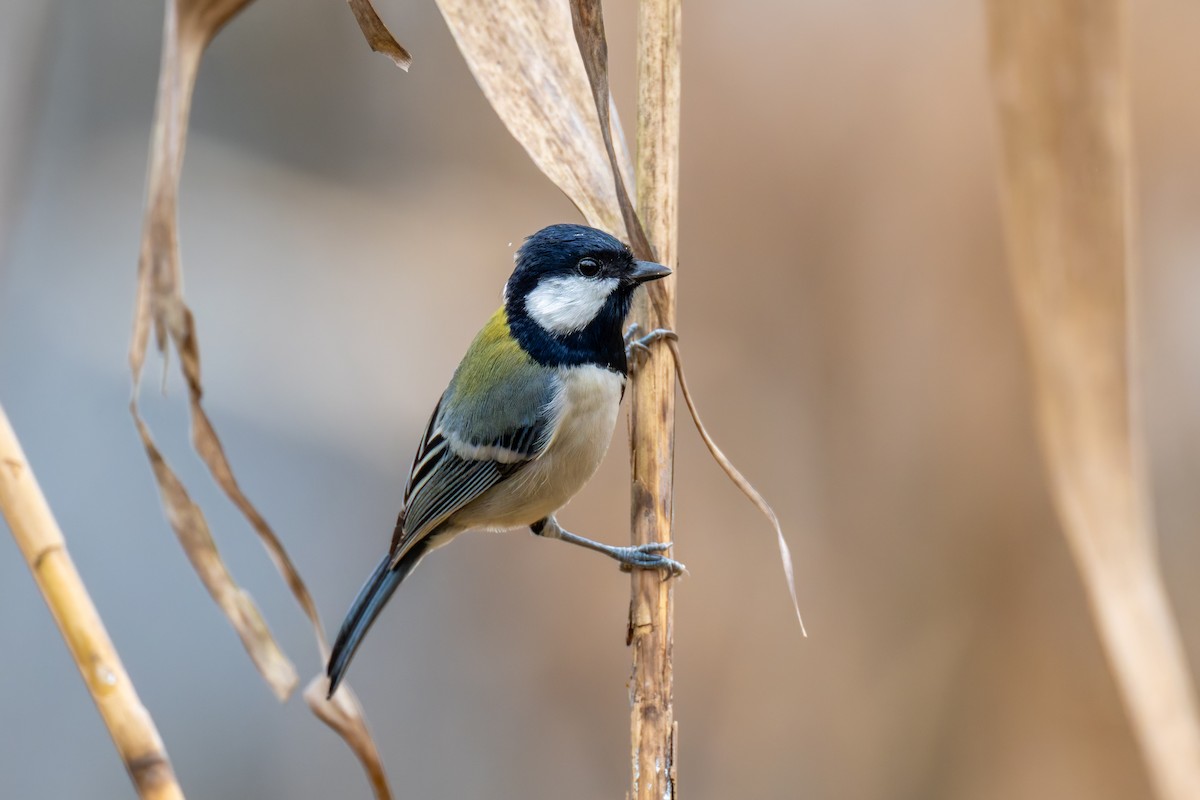Asian Tit - ML647407808