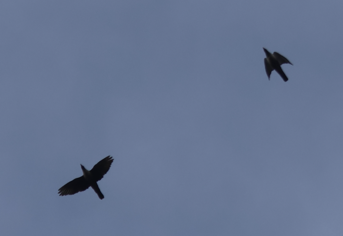 Papuan Mountain-Pigeon - ML647407809