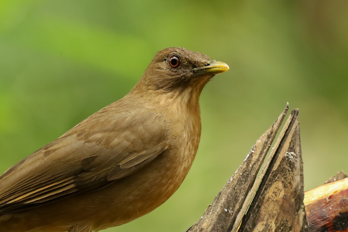 Clay-colored Thrush - ML647407810
