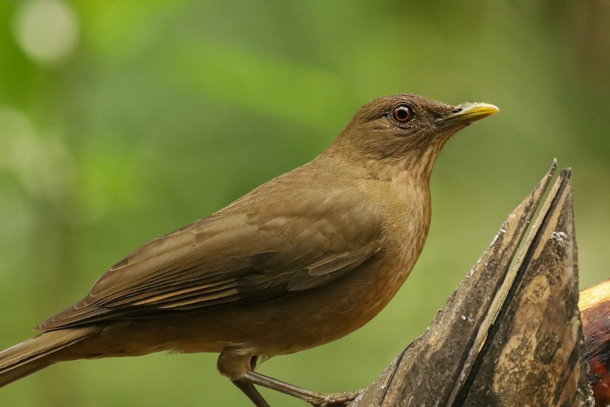 Clay-colored Thrush - ML647407811