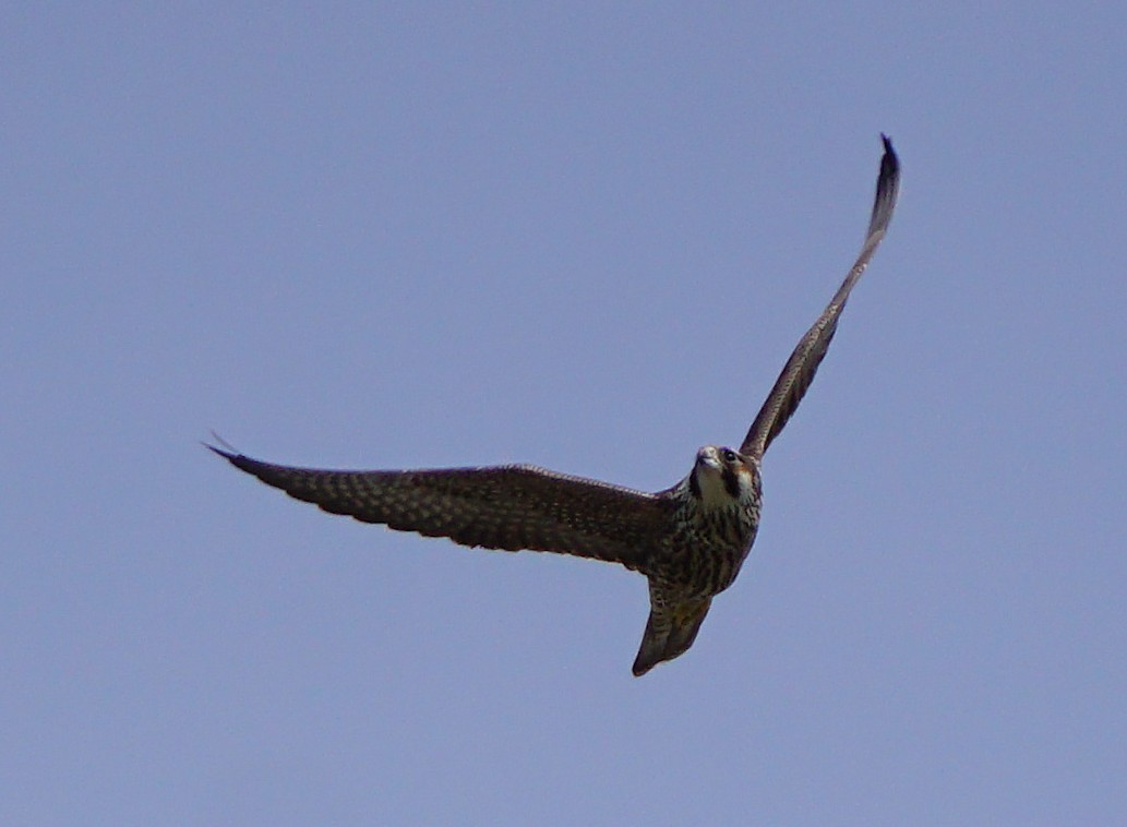 Peregrine Falcon - ML647407812