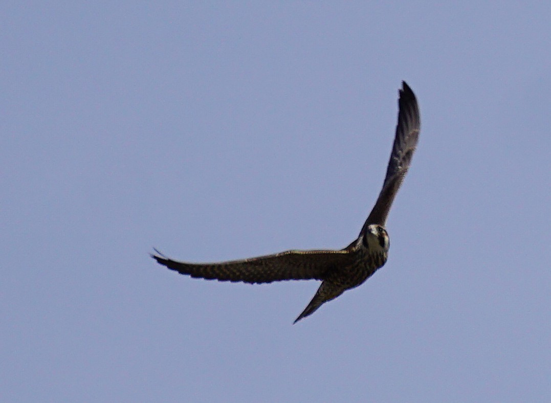 Peregrine Falcon - ML647407813