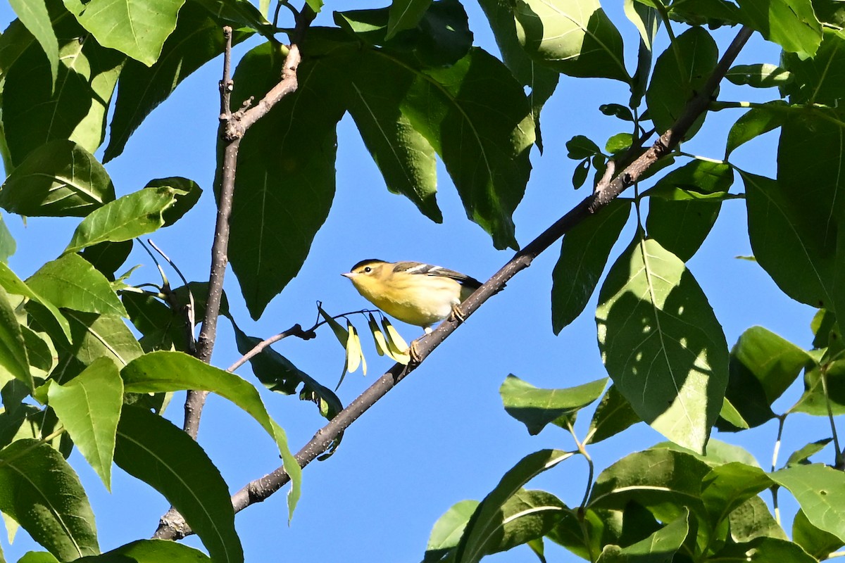 Blackburnian Warbler - ML647407814