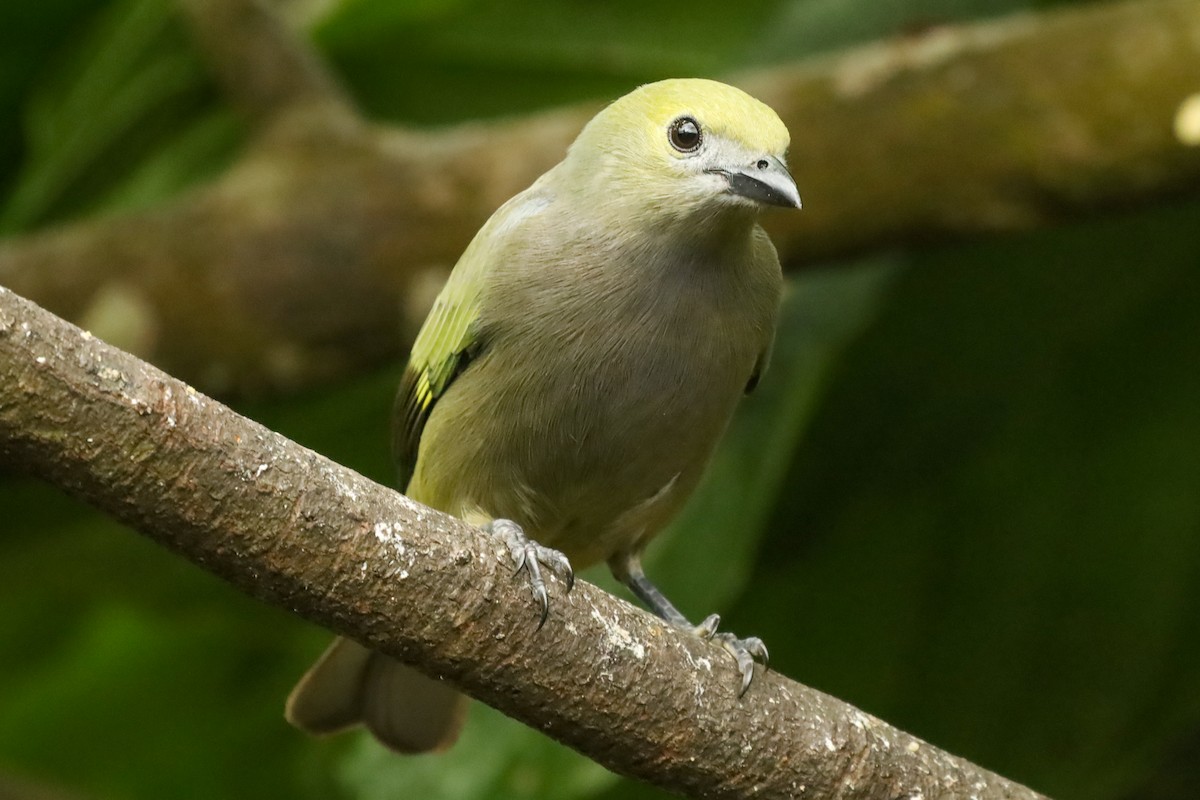 Blue-gray Tanager - ML647407815