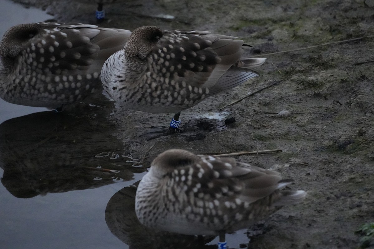 Marbled Duck - ML647407816