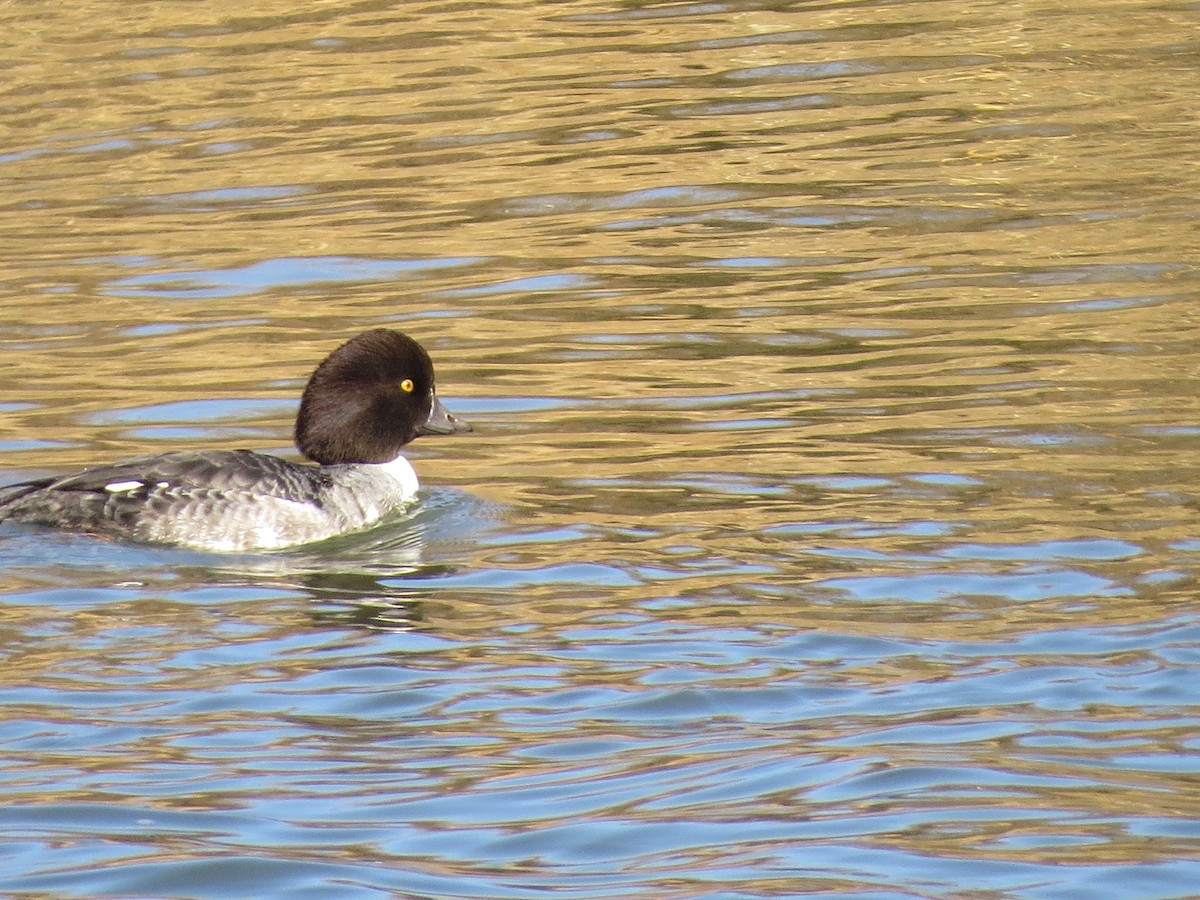 Barrow's Goldeneye - ML647407817