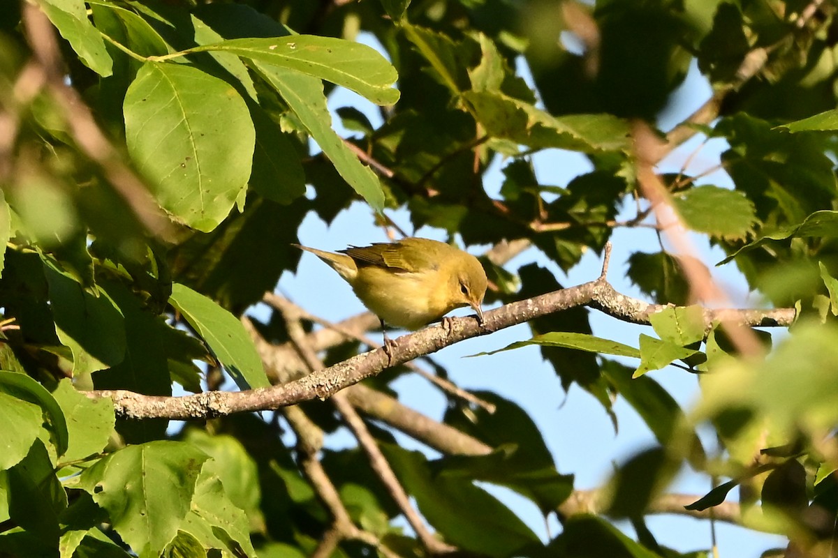 Tennessee Warbler - ML647407818