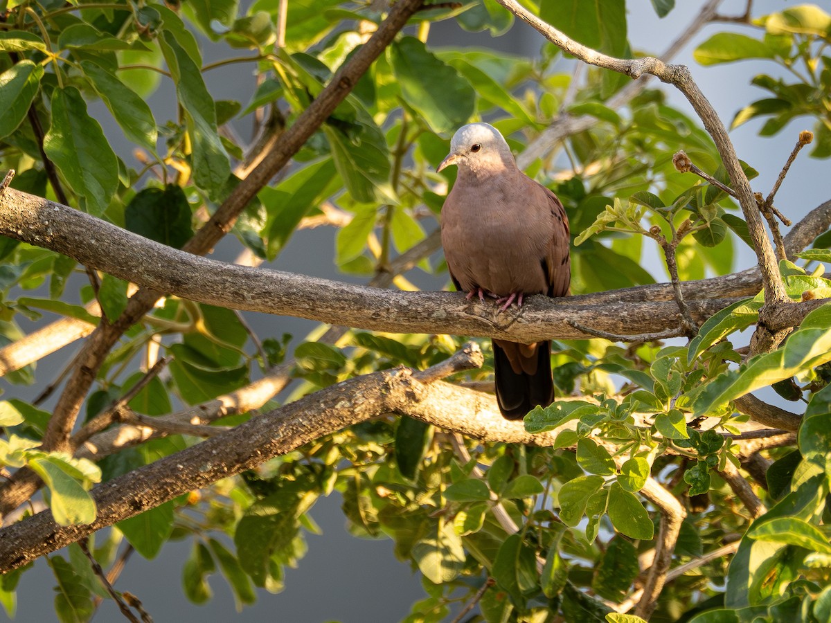 Ruddy Ground Dove - ML647407819