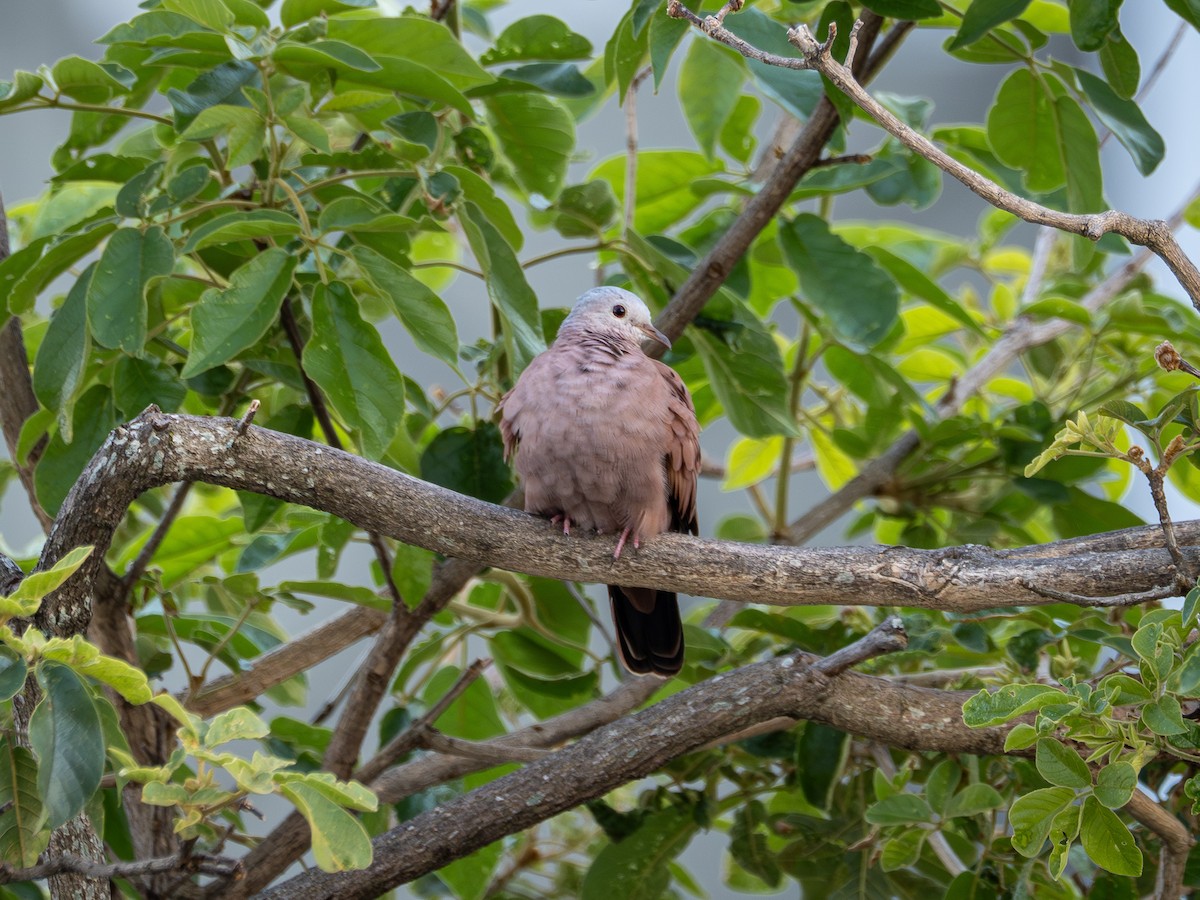 Ruddy Ground Dove - ML647407820