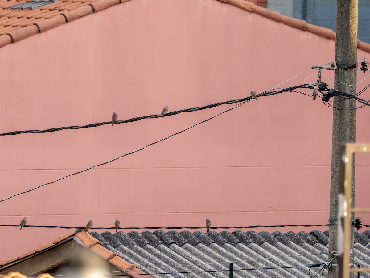 Ruddy Ground Dove - ML647407821