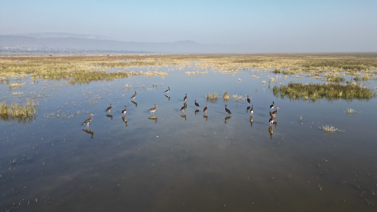 Black Stork - ML647407847