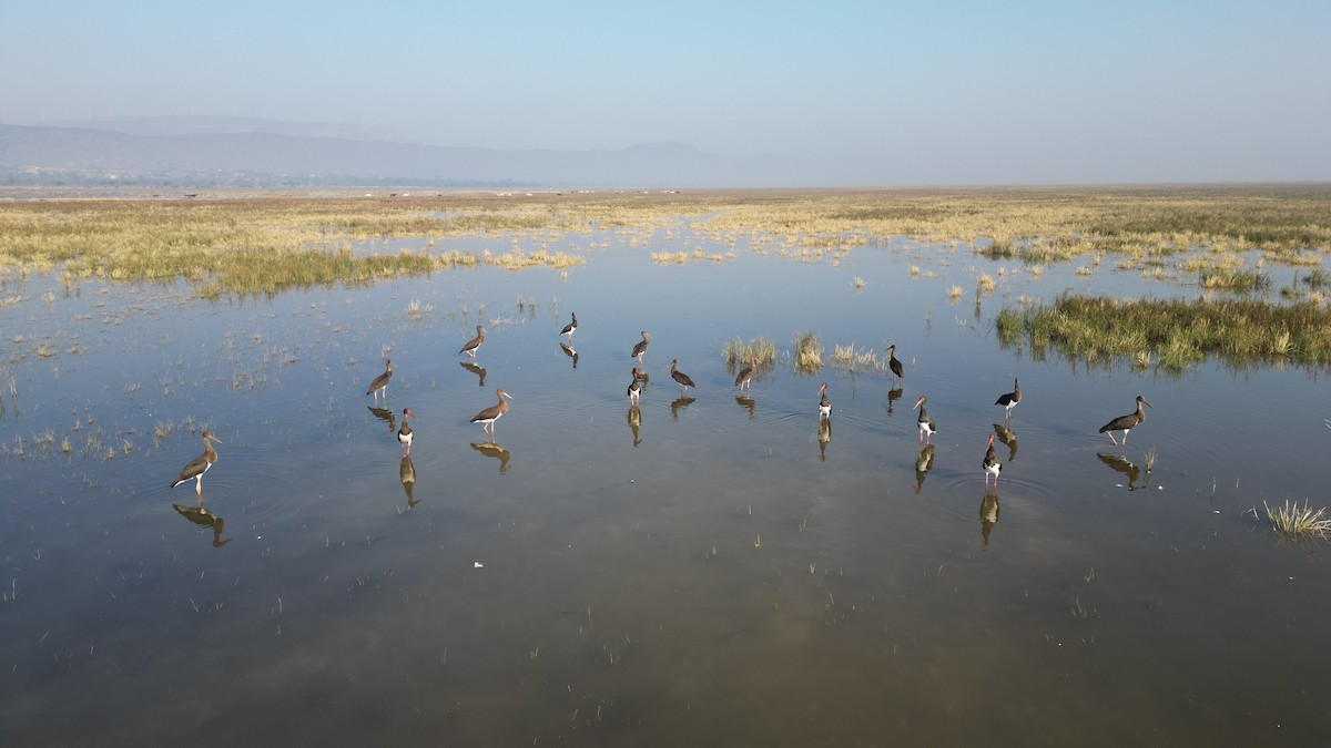 Black Stork - ML647407848