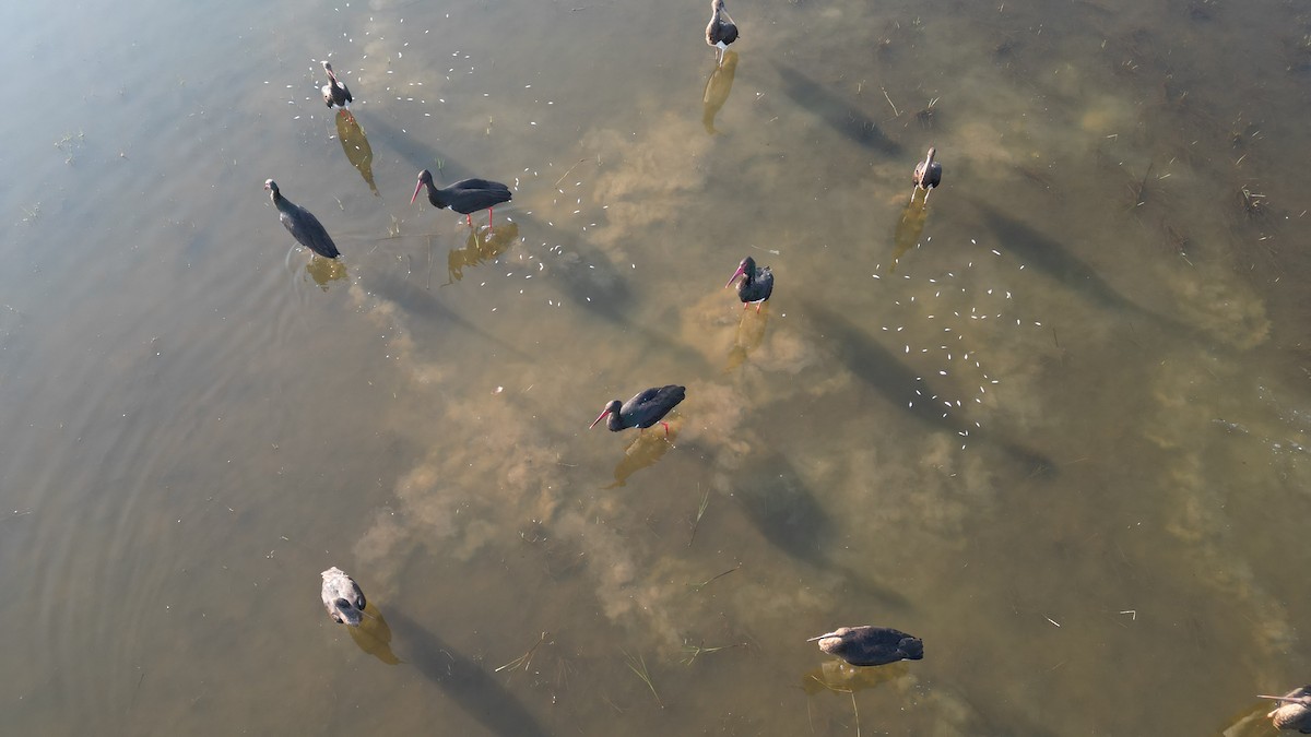 Black Stork - ML647407849