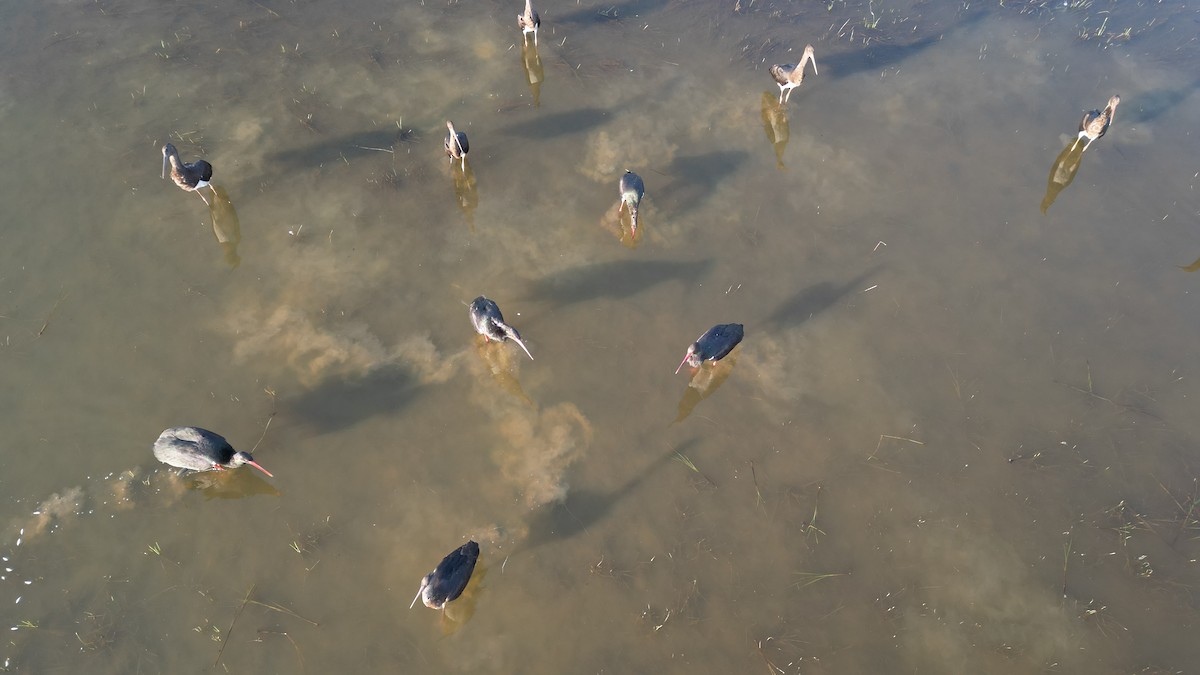 Black Stork - ML647407850