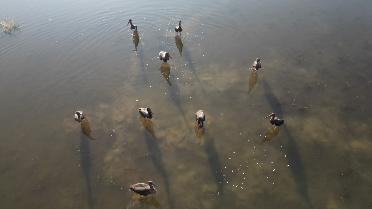 Black Stork - ML647407851