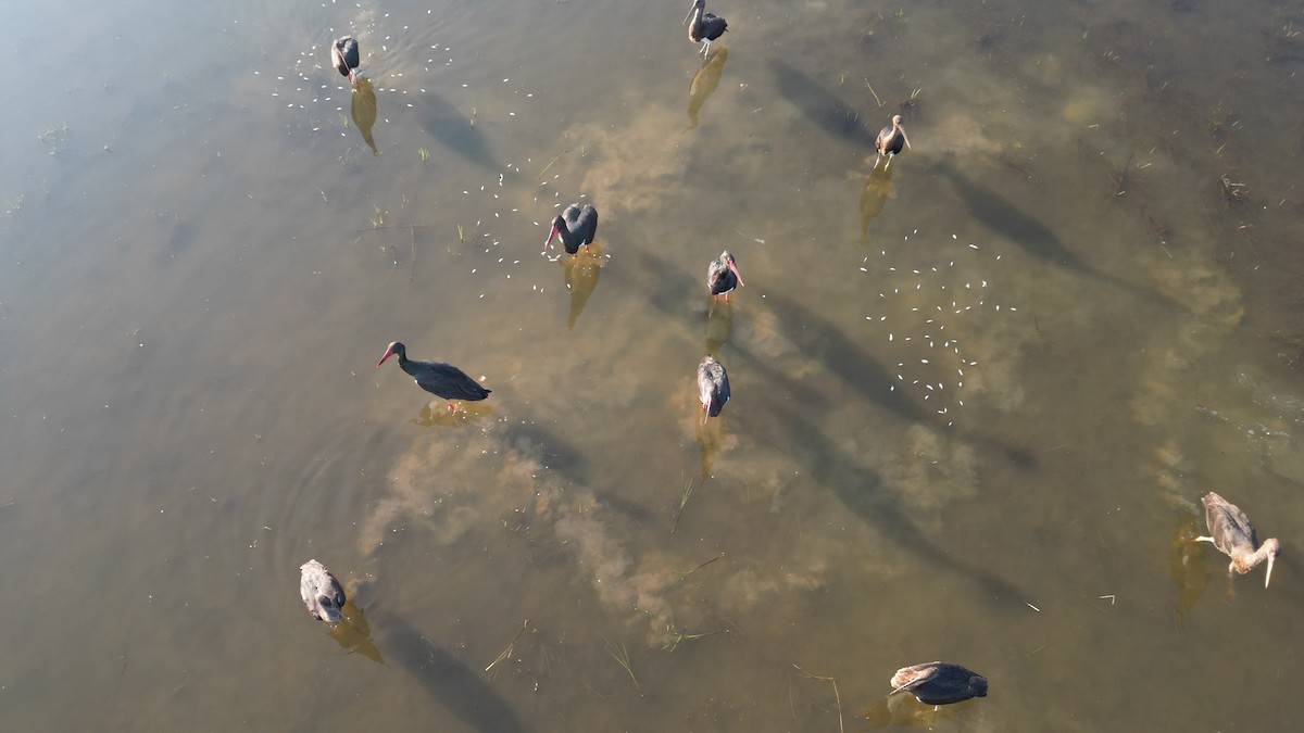 Black Stork - ML647407852